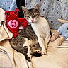 cat, tabby_cat, white_cat, stuffed_toy, red_crab_toy, plush_doll, blanket, polka_dot, indoor, cozy, cute, pet, animal, soft_fabric, relaxed, sitting, feline, curious, toy, home