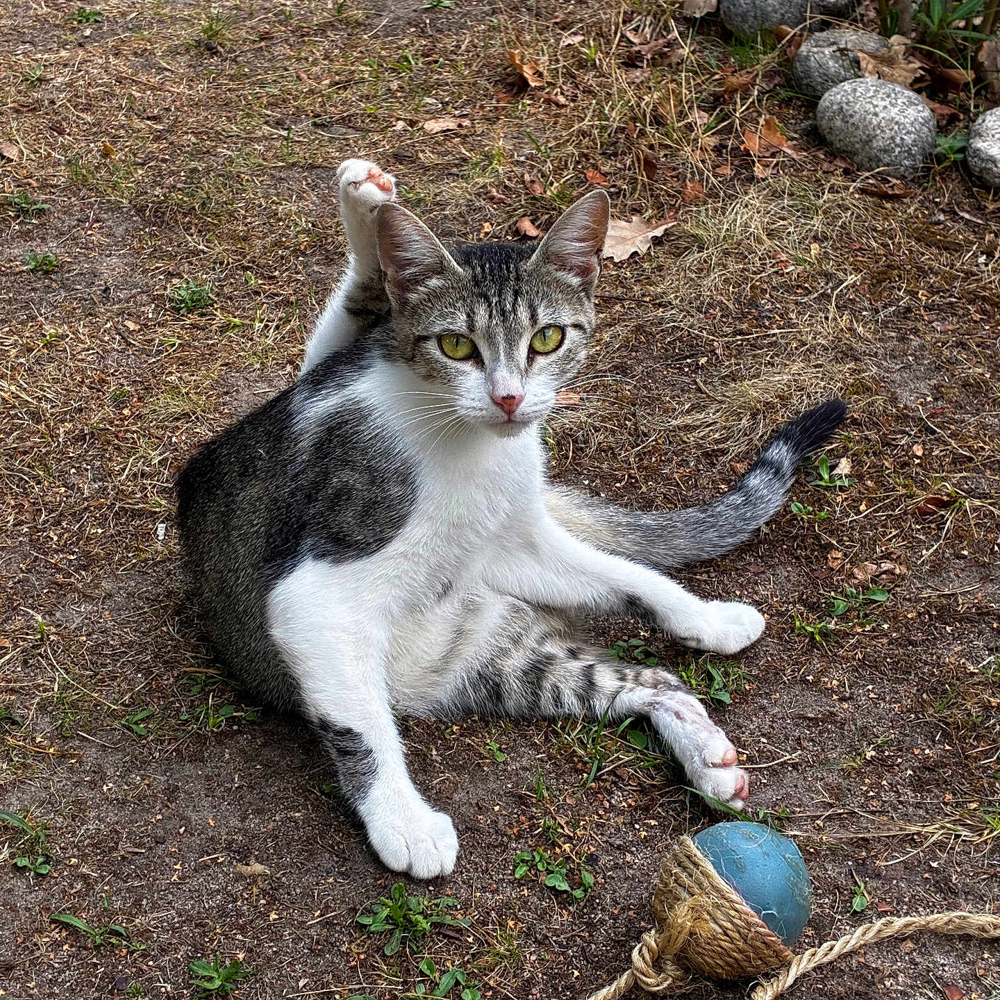 Intrépide participe au concours pour gagner de l'argent avec cette photo : cat, animal, outdoor, grass, dirt, toy, ball, rope, pet, feline, playful, nature, curious, sitting, white, gray, striped, paw, ears, eyes