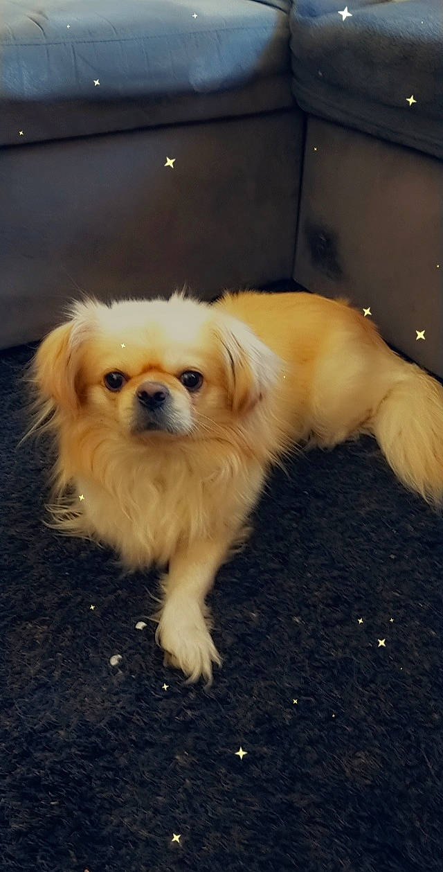 Marty participe au concours pour gagner de l'argent avec cette photo : canidae, carnivore, companion_dog, dog, dog_breed, eye, fawn, floor, flooring, fur, german_spitz, german_spitz_klein, liver, snout, spitz, sporting_group, terrestrial_animal, toy_dog, whiskers, working_animal