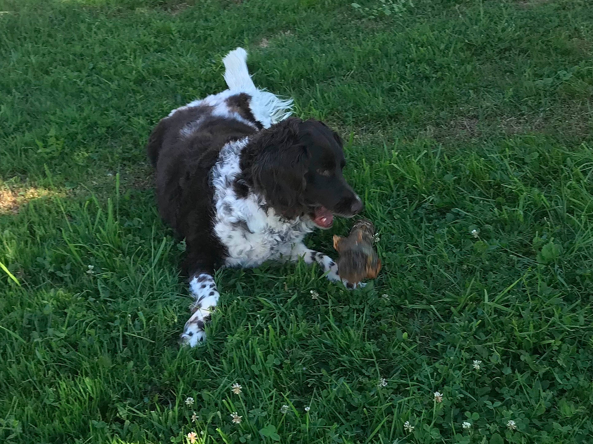 Flicka a rejoint le concours — aidez-le/la à gagner de superbes lots ! braque_dauvergne, canidae, carnivore, dog, dog_breed, english_springer_spaniel, french_spaniel, german_longhaired_pointer, german_spaniel, grass, gun_dog, large_munsterlander, mammal, pointing_breed, retriever, small_munsterlander, spaniel, sporting_group, vertebrate, wetterhoun