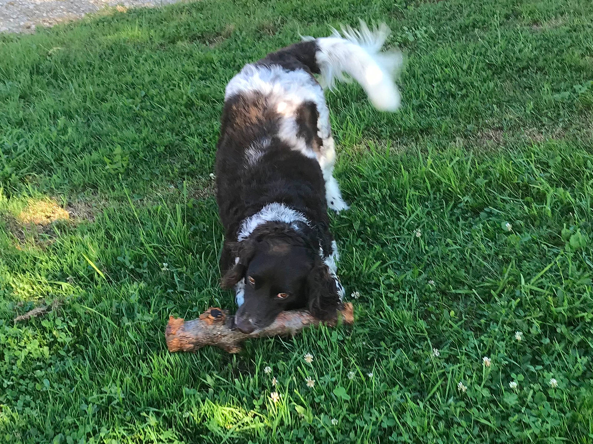 Flicka a rejoint le concours — aidez-le/la à gagner de superbes lots ! australian_shepherd, canidae, carnivore, companion_dog, dog, dog_breed, grass, large_munsterlander, mammal, small_munsterlander, sporting_group, stabyhoun, vertebrate