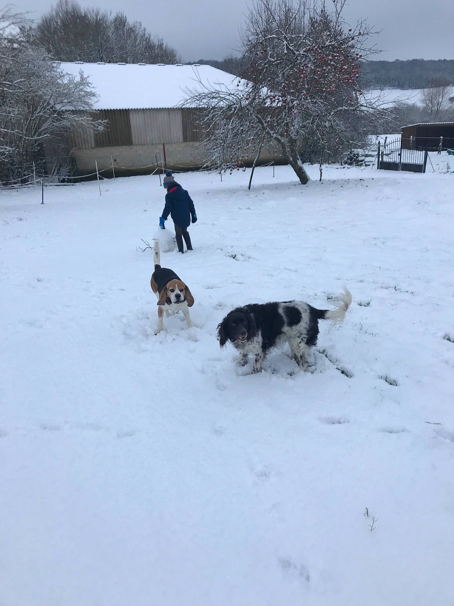 Derby a rejoint le concours — aidez-le/la à gagner de superbes lots ! blizzard, canidae, carnivore, dog, dog_breed, freezing, home, siberian_husky, snow, sporting_group, winter, working_dog