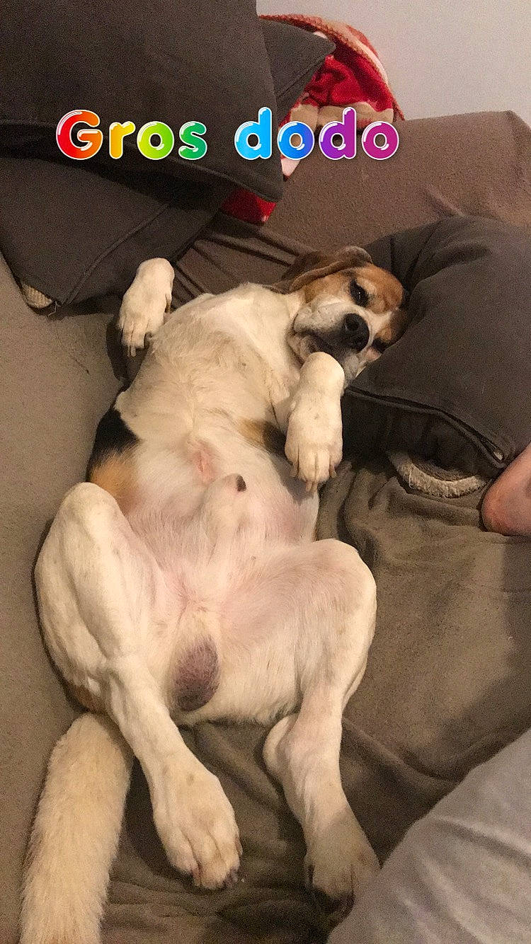 Derby a rejoint le concours — aidez-le/la à gagner de superbes lots ! canidae, carnivore, companion_dog, dog, dog_breed, fawn, fox_terrier, mammal, paw, photo_caption, puppy, puppy_love, sporting_group