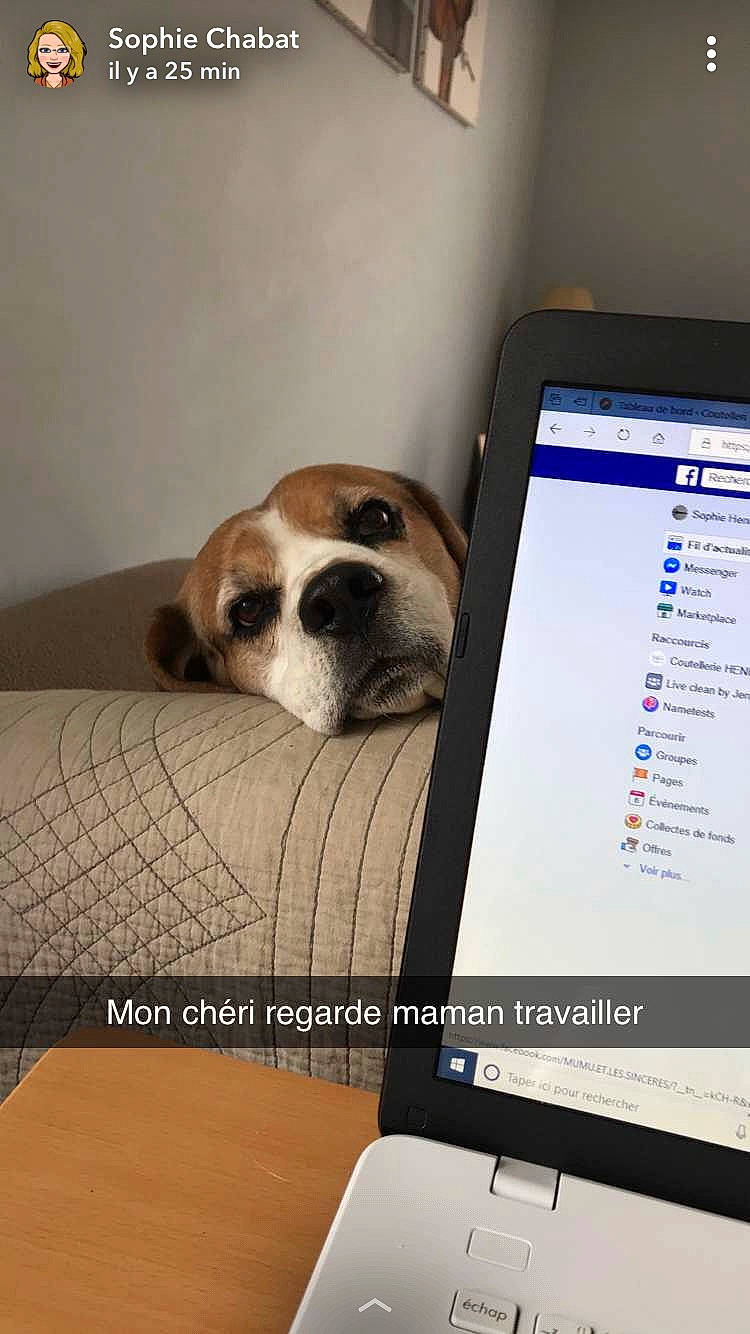 Derby participe au concours pour gagner de l'argent avec cette photo : beagle, canidae, carnivore, companion_dog, dog, dog_breed, electronic_device, fawn, nose, paw, photo_caption, puppy, puppy_love, snout, sporting_group