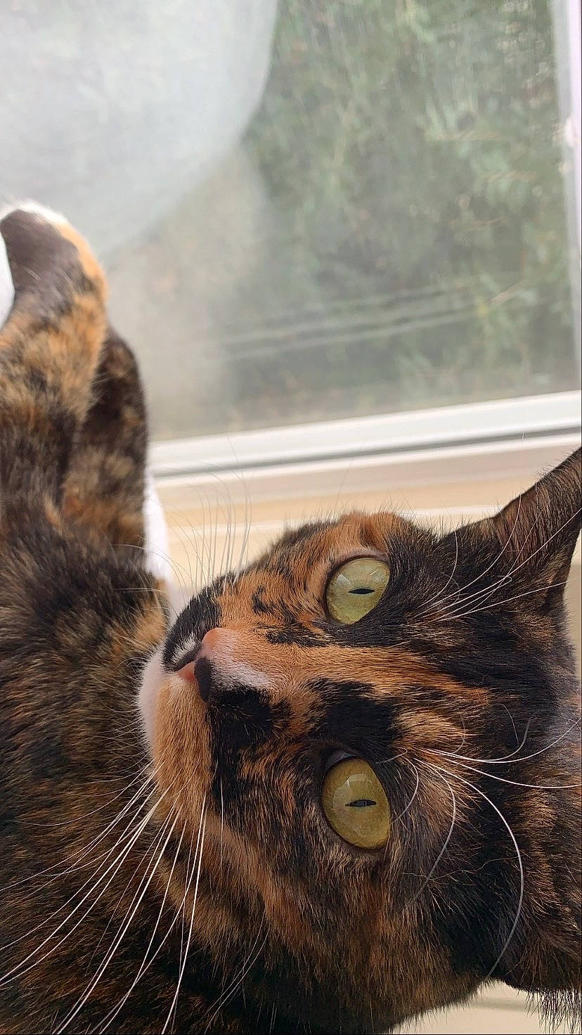 Lou is registered to the contest to win money with this photo: brown, carnivore, cat, claw, close_up, domestic_short_haired_cat, fawn, felidae, fur, grass, mammal, small_to_medium_sized_cats, snout, tail, terrestrial_animal, vertebrate, whiskers, wildlife, window, wood