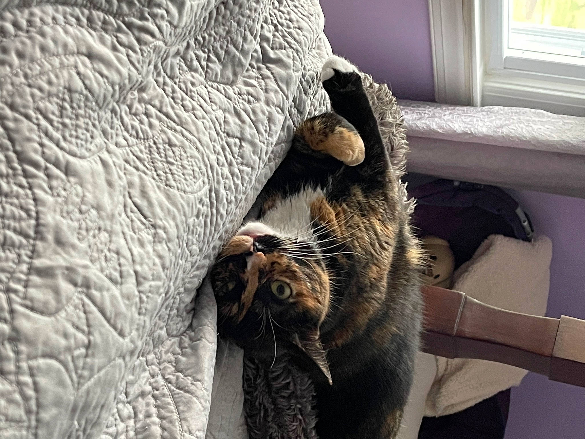 Lou joined the competition — help win amazing prizes! carnivore, cat, comfort, domestic_short_haired_cat, fawn, felidae, fur, grey, natural_material, room, small_to_medium_sized_cats, snout, tail, terrestrial_animal, trunk, vertebrate, whiskers, wildlife, window, wood