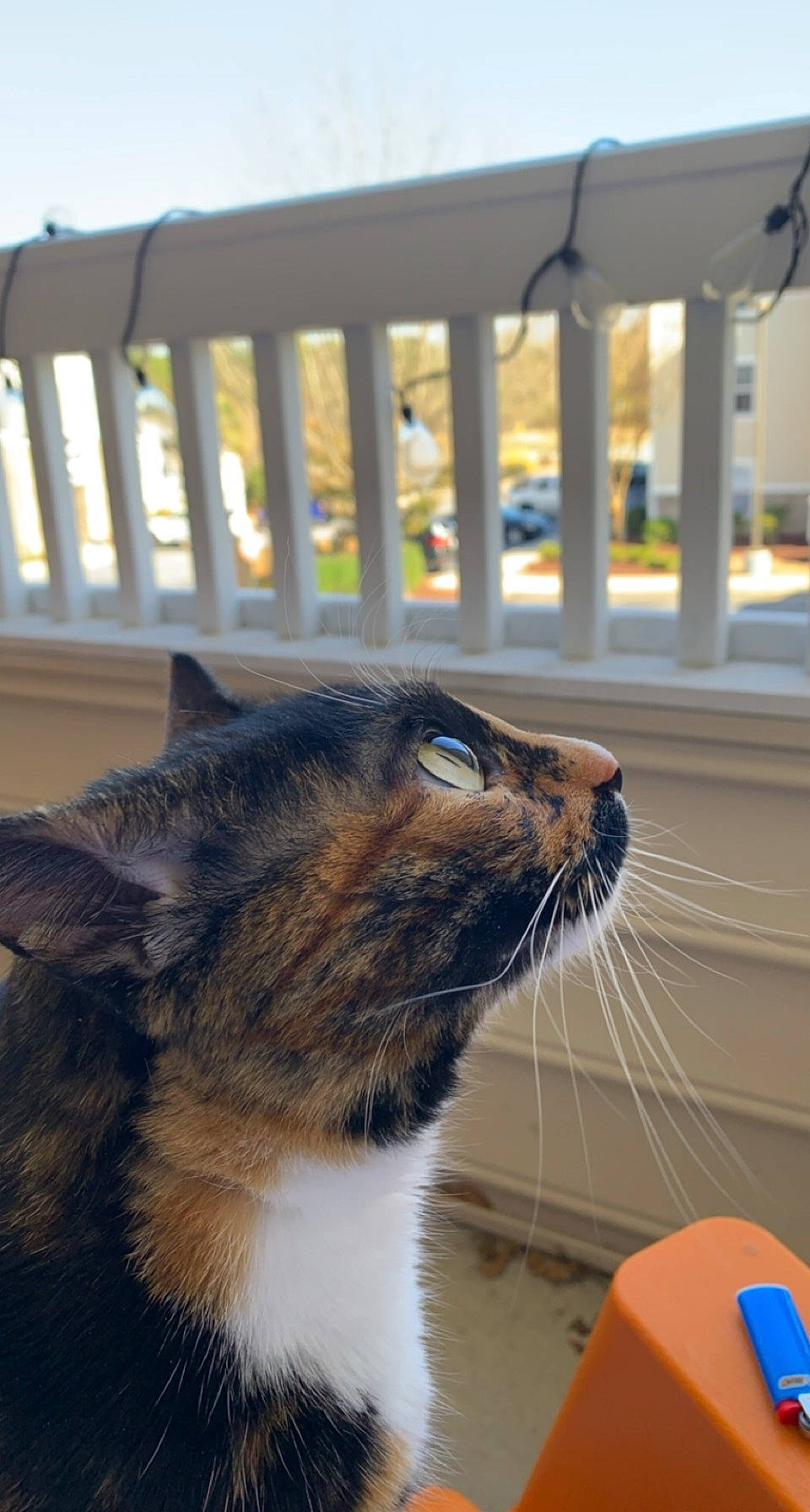 Lou joined the competition — help win amazing prizes! carnivore, cat, comfort, domestic_short_haired_cat, felidae, fence, fur, grass, line, plant, sitting, small_to_medium_sized_cats, snout, tail, terrestrial_animal, tree, whiskers, wildlife, window, wood