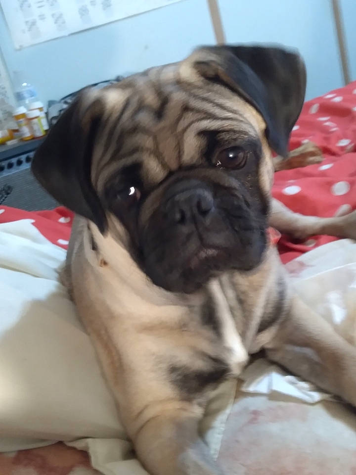 Georgie is registered to the contest to win money with this photo: bored, canidae, carnivore, comfort, companion_dog, dog, dog_breed, fawn, fur, non_sporting_group, pug, puppy, snout, sporting_group, terrestrial_animal, toy_dog, whiskers, working_animal, working_dog, wrinkle