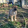 animal, blue_sky, building, collar, dog, fence, grass, hose, nature, outdoor, pet, playful, puppy, rural, stone_wall, straw, sunlight, tree, yard, young_dog
