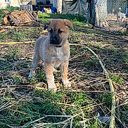 Aïka a rejoint le concours — aidez-le/la à gagner de superbes lots ! animal, crate, cute, daytime, dog, farm, fence, grass, hay, hose, house, nature, outdoor, pet, puppy, rural, sky, sunlight, yard, young