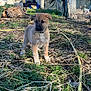 animal, crate, cute, daytime, dog, farm, fence, grass, hay, hose, house, nature, outdoor, pet, puppy, rural, sky, sunlight, yard, young