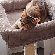 Zoé participe au concours pour gagner de l'argent avec cette photo : cat, sleeping, cat_bed, scratching_post, plush, indoor, pet, feline, cozy, resting, fur, window, natural_light, tile_floor, toy, orange, curtain, quiet, calm, home