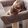 cat, sleeping, cat_bed, scratching_post, plush, indoor, pet, feline, cozy, resting, fur, window, natural_light, tile_floor, toy, orange, curtain, quiet, calm, home
