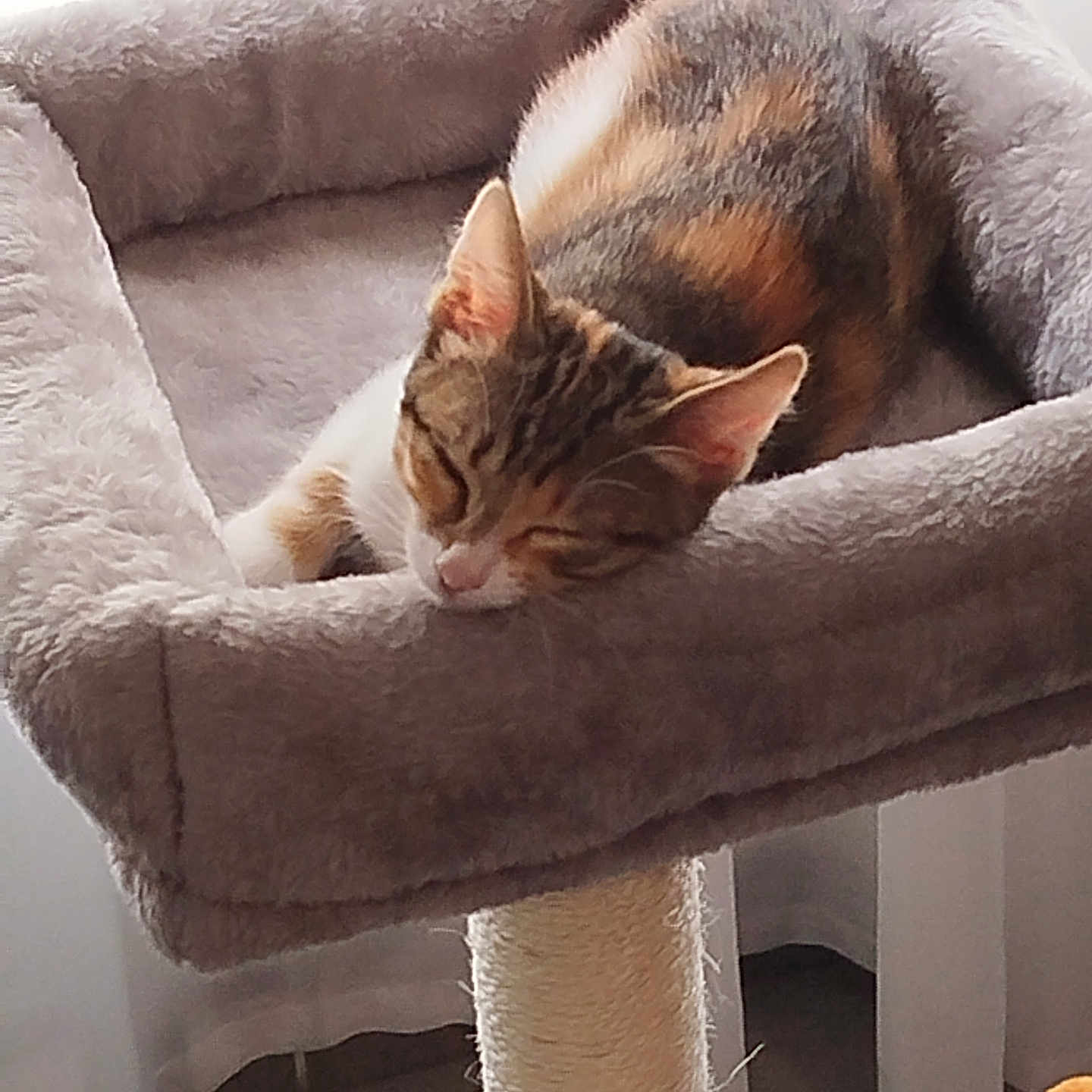 Zoé participe au concours pour gagner de l'argent avec cette photo : calm, cat, cat_bed, cozy, curtain, feline, fur, home, indoor, natural_light, orange, pet, plush, quiet, resting, scratching_post, sleeping, tile_floor, toy, window