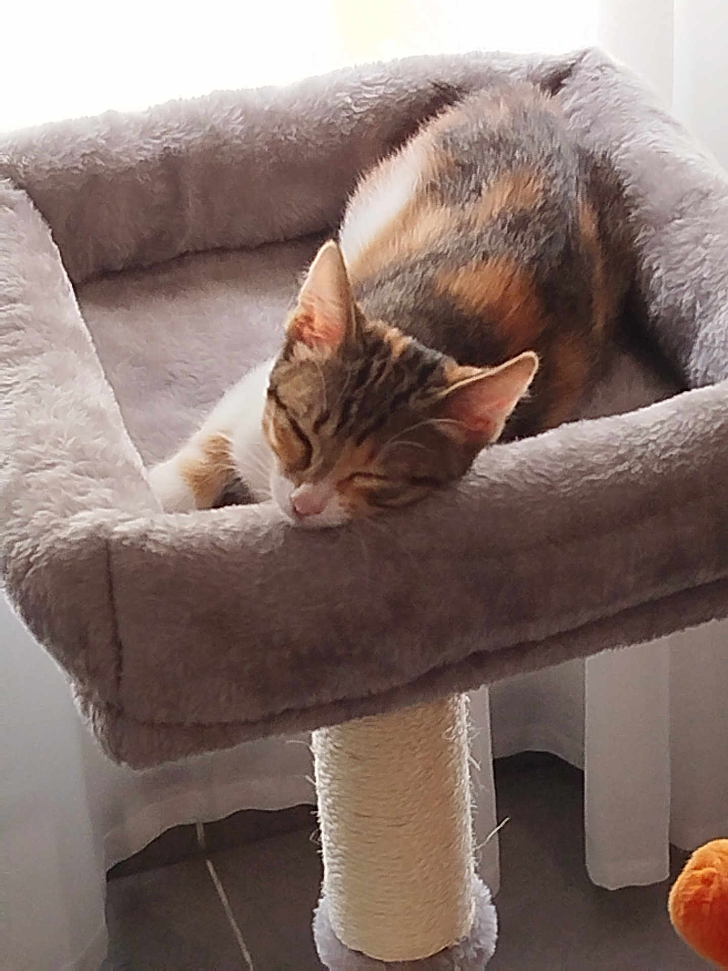 Zoé participe au concours pour gagner de l'argent avec cette photo : cat, sleeping, cat_bed, scratching_post, plush, indoor, pet, feline, cozy, resting, fur, window, natural_light, tile_floor, toy, orange, curtain, quiet, calm, home