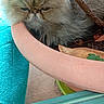 animal, cat, closeup, cute, expression, feline, fluffy_cat, fur, greenery, leaf, nature, outdoor, pet, plant, relaxed, resting, soil, terracotta_pot, texture, towel