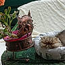Sasha participe au concours pour gagner de l'argent avec cette photo : animal, blanket, cat, cozy, cute, decor, flower, furry, green_wicker_table, home, indoor, metal_art, orange_flower, pet_bed, plant, planter, relaxation, resting, sleeping, table