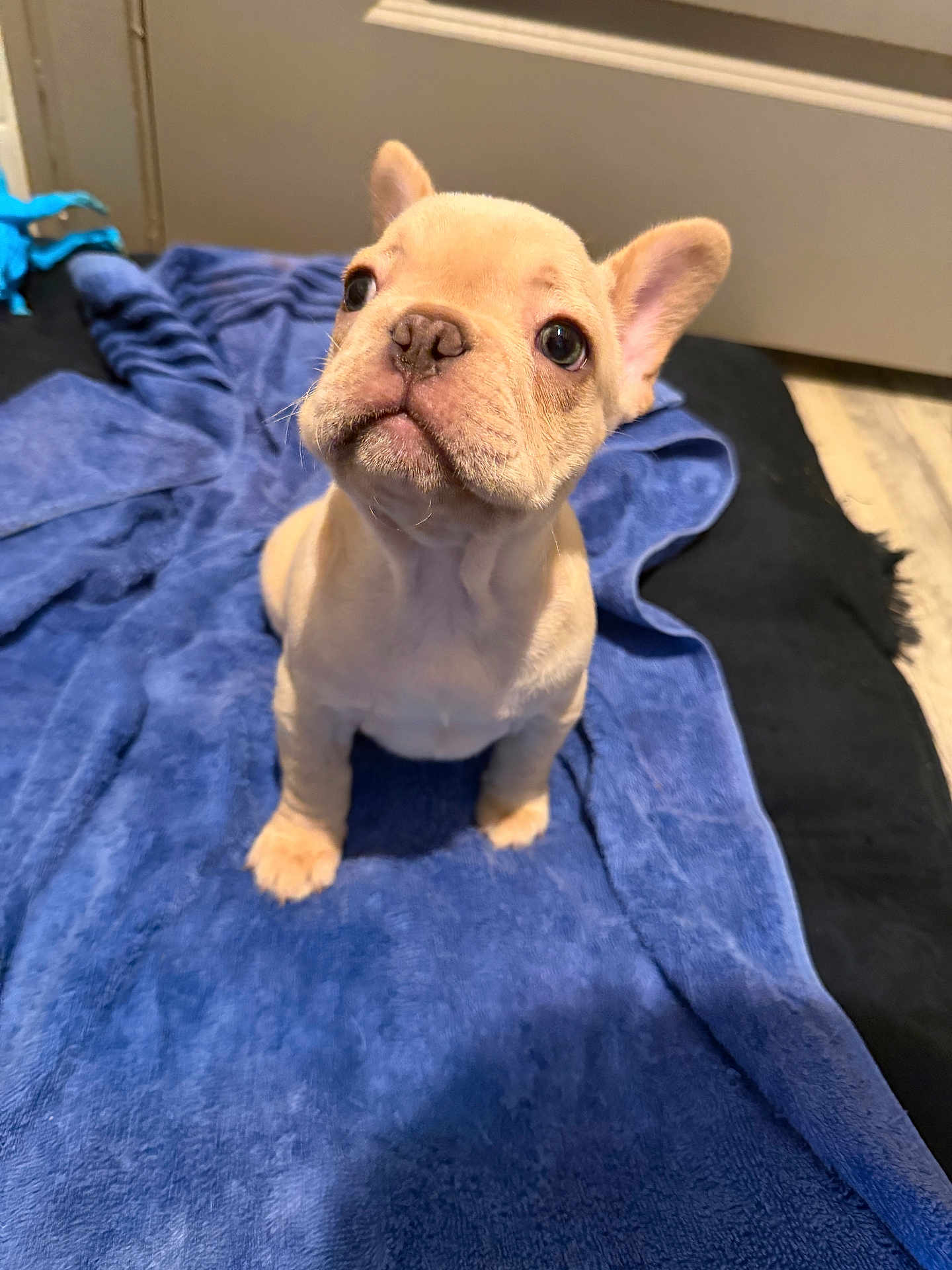 Chip joined the competition — help win amazing prizes! dog, puppy, french_bulldog, blue_towel, towel, indoor, floor, pet, looking_up, ears, paws, big_eyes, nose, sitting, cute, small_dog, portrait, blanket, light_brown, soft_texture