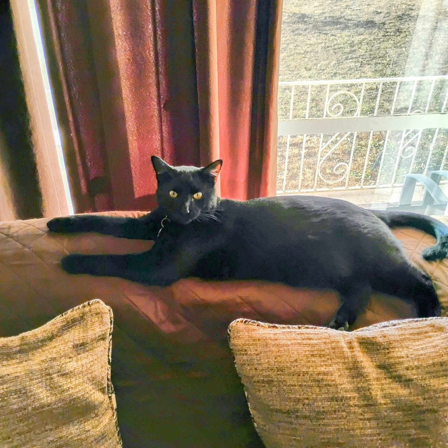 Mr.buttons