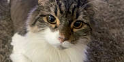 Liebe is registered to the contest to win money with this photo: cat, feline, pet, animal, tabby, white_paws, carpet, indoor, fur, whiskers, cute, domestic_animal, relaxed, looking_up, mammal, close_up, soft_fur, laying_down, curious, fluffy