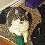 Liebe joined the competition — help win amazing prizes! cat, animal, pet, feline, fluffy, carpet, cucumber, indoor, floor, wood_floor, purple_bag, black_shoes, white_fur, gray_fur, tabby, claw, paw, relaxed, cute, looking_at_camera
