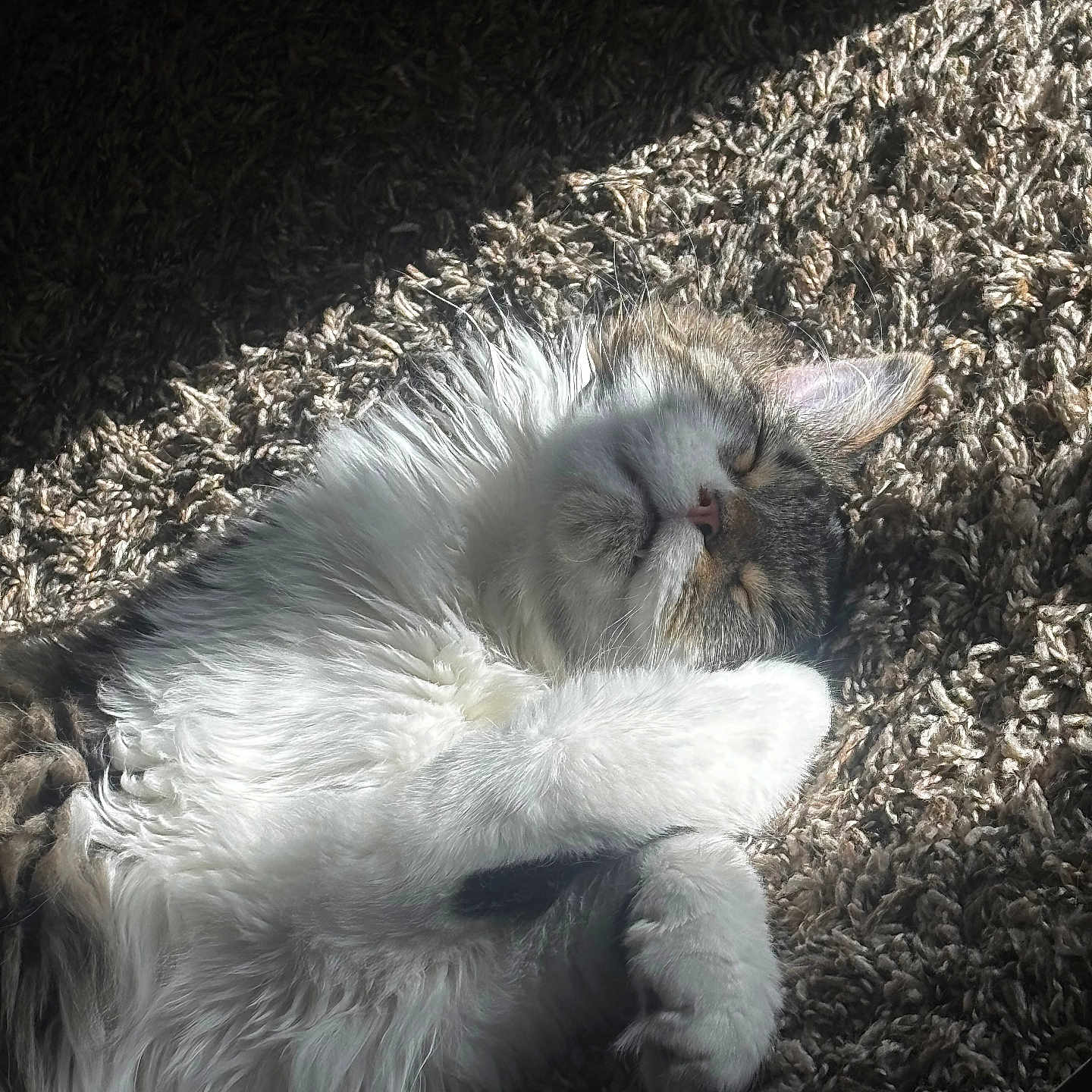 Liebe joined the competition — help win amazing prizes! animal, carpet, cat, closeup, cozy, cute, domestic, feline, fluffy, fur, indoor, nap, paw, peaceful, pet, relaxed, resting, sleeping, sunlight, whiskers