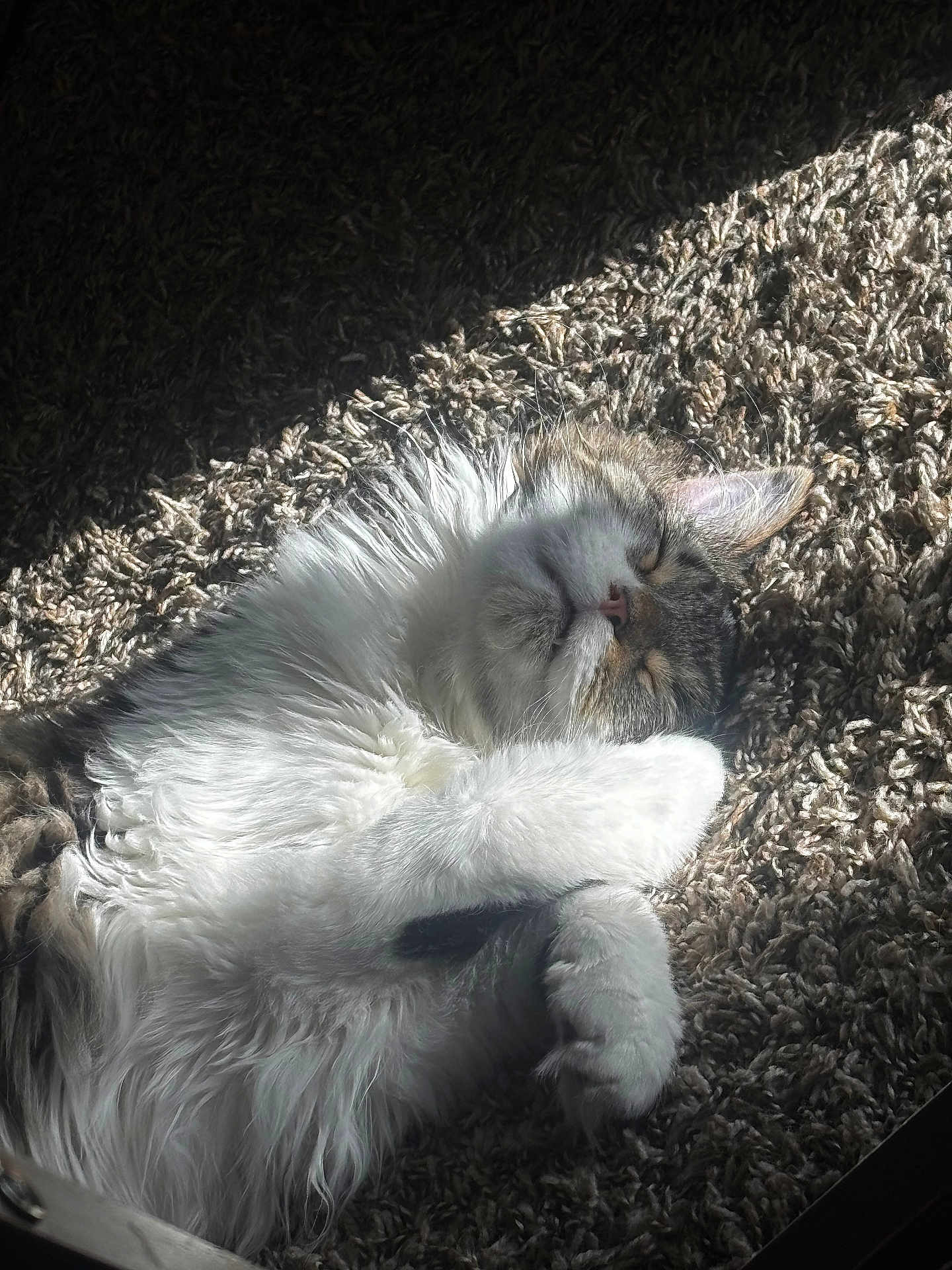 Liebe joined the competition — help win amazing prizes! cat, sleeping, fluffy, carpet, sunlight, relaxed, pet, feline, indoor, cozy, whiskers, paw, fur, nap, closeup, domestic, cute, resting, animal, peaceful