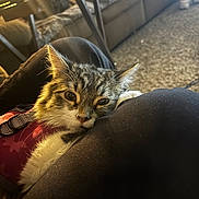 Liebe joined the competition — help win amazing prizes! cat, tabby, pet, indoor, lap, resting, furry, close_up, sunlight, cozy, living_room, couch, table, carpet, relaxing, comfortable, animal, whiskers, ears, fur