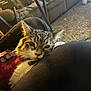 cat, tabby, pet, indoor, lap, resting, furry, close_up, sunlight, cozy, living_room, couch, table, carpet, relaxing, comfortable, animal, whiskers, ears, fur