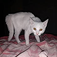 Sawsen participe au concours pour gagner de l'argent avec cette photo : cat, white_cat, animal, pet, fur, whiskers, bed, blanket, striped_blanket, indoor, night, dark_background, wide_eyes, alert, four_legs, cute, small, mammal, domestic_animal, curious