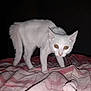 cat, white_cat, animal, pet, fur, whiskers, bed, blanket, striped_blanket, indoor, night, dark_background, wide_eyes, alert, four_legs, cute, small, mammal, domestic_animal, curious