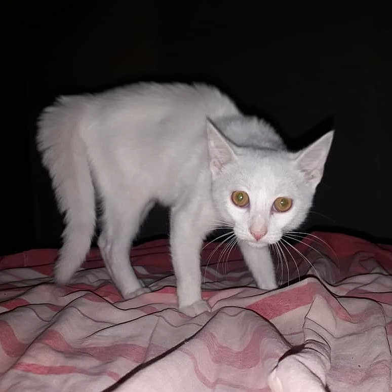 Sawsen participe au concours pour gagner de l'argent avec cette photo : alert, animal, bed, blanket, cat, curious, cute, dark_background, domestic_animal, four_legs, fur, indoor, mammal, night, pet, small, striped_blanket, whiskers, white_cat, wide_eyes