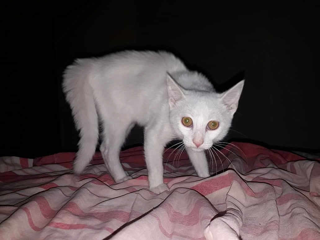 Sawsen participe au concours pour gagner de l'argent avec cette photo : cat, white_cat, animal, pet, fur, whiskers, bed, blanket, striped_blanket, indoor, night, dark_background, wide_eyes, alert, four_legs, cute, small, mammal, domestic_animal, curious