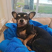 Princess is registered to the contest to win money with this photo: dog, chihuahua, pet_bed, blue_blanket, window, indoor, cozy, small_dog, black_and_tan, resting, animal, cute, domestic_animal, furry, canine, portrait, home, relaxed, bed, blanket