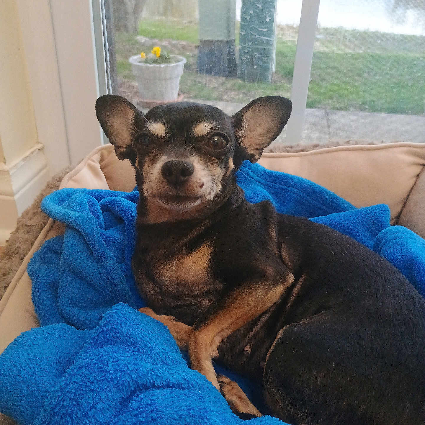 Princess is registered to the contest to win money with this photo: dog, chihuahua, pet_bed, blue_blanket, window, indoor, cozy, small_dog, black_and_tan, resting, animal, cute, domestic_animal, furry, canine, portrait, home, relaxed, bed, blanket
