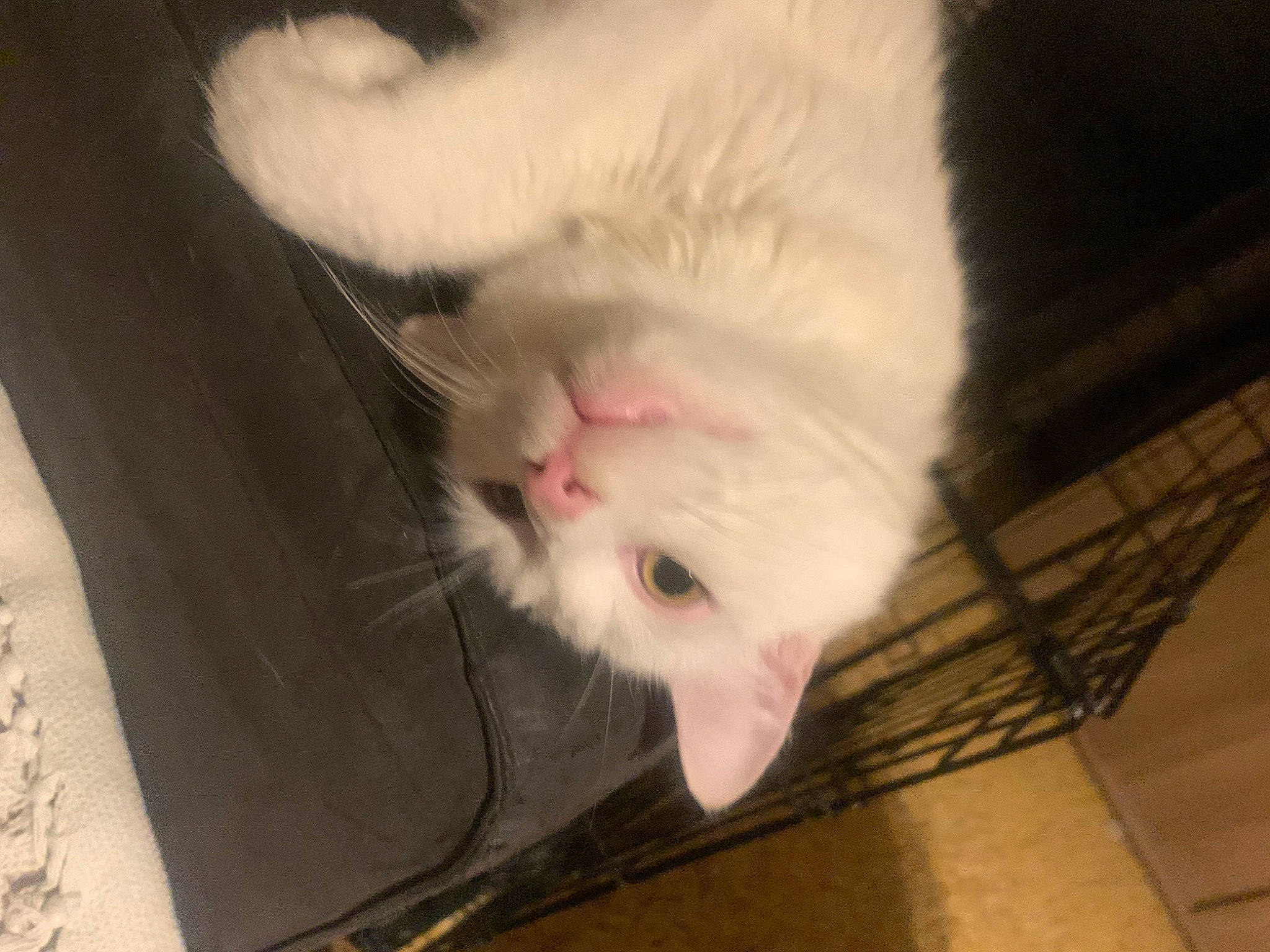 Pacha a rejoint le concours — aidez-le/la à gagner de superbes lots ! carnivore, cat, claw, comfort, domestic_short_haired_cat, felidae, foot, fur, nap, paw, pet_supply, small_to_medium_sized_cats, snout, tail, whiskers