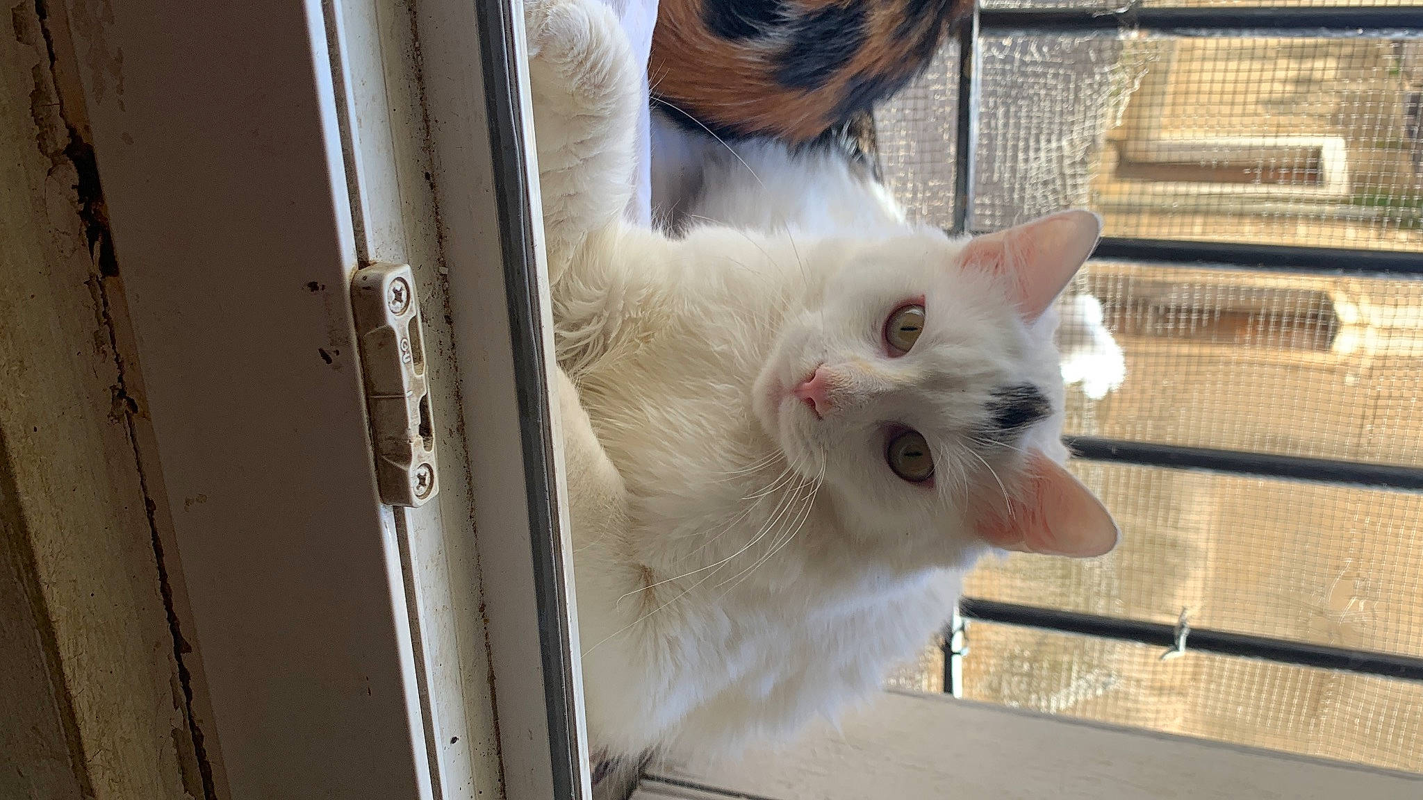 Pacha a rejoint le concours — aidez-le/la à gagner de superbes lots ! animal_shelter, carnivore, cat, domestic_short_haired_cat, fawn, felidae, fur, paw, pet_supply, small_to_medium_sized_cats, snout, tail, terrestrial_animal, whiskers, wood