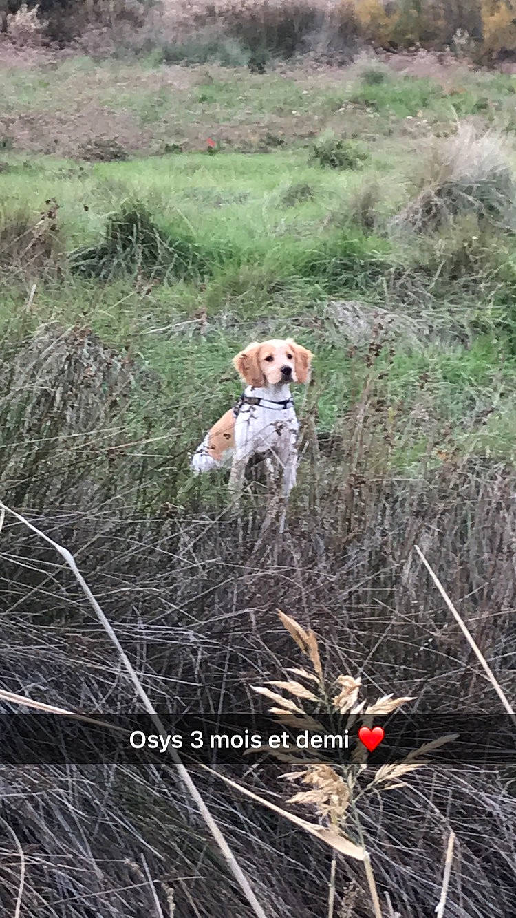 Osys a rejoint le concours — aidez-le/la à gagner de superbes lots ! carnivore, companion_dog, dog, dog_breed, fawn, grass, grassland, gun_dog, natural_landscape, plant, plant_community, prairie, soil, sporting_group, terrestrial_animal, terrestrial_plant, vertebrate, wilderness, wildlife, working_animal