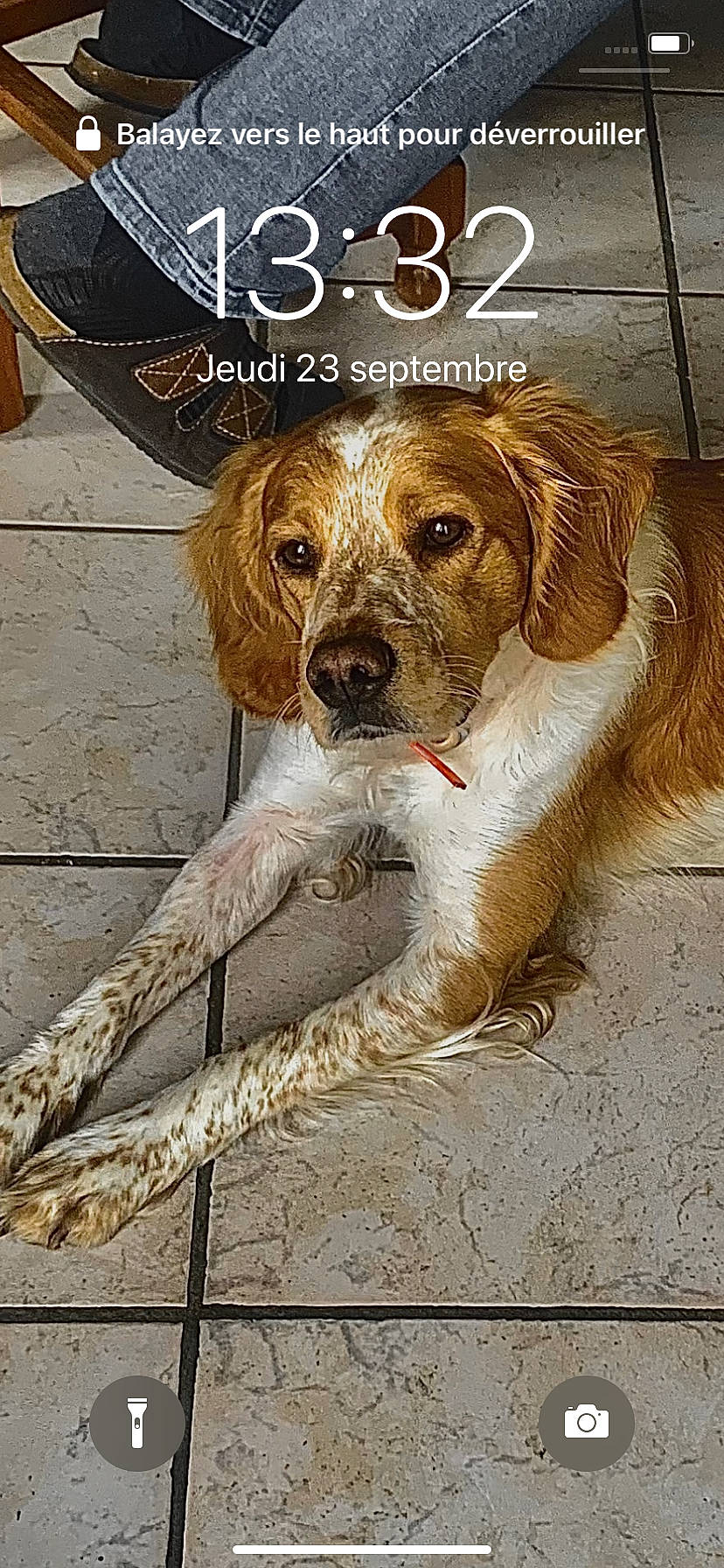 Osys participe au concours pour gagner de l'argent avec cette photo : art, ball, canidae, carnivore, companion_dog, dog, dog_breed, dog_supply, fawn, fur, gun_dog, liver, paw, photo_caption, snout, sporting_group, tennis_ball, whiskers, wood, working_animal