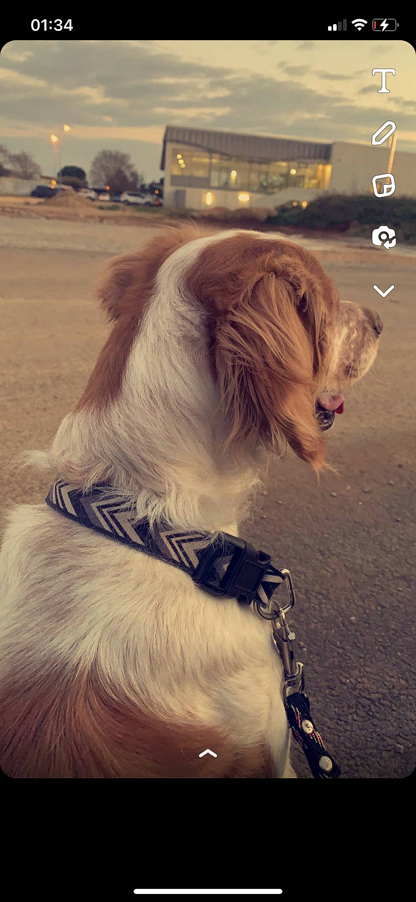 Osys a rejoint le concours — aidez-le/la à gagner de superbes lots ! canidae, carnivore, collar, companion_dog, dog, dog_breed, dog_collar, dog_supply, fashion_accessory, fur, landscape, liver, paw, sky, snout, sporting_group, toy_dog, whiskers, working_animal, working_dog