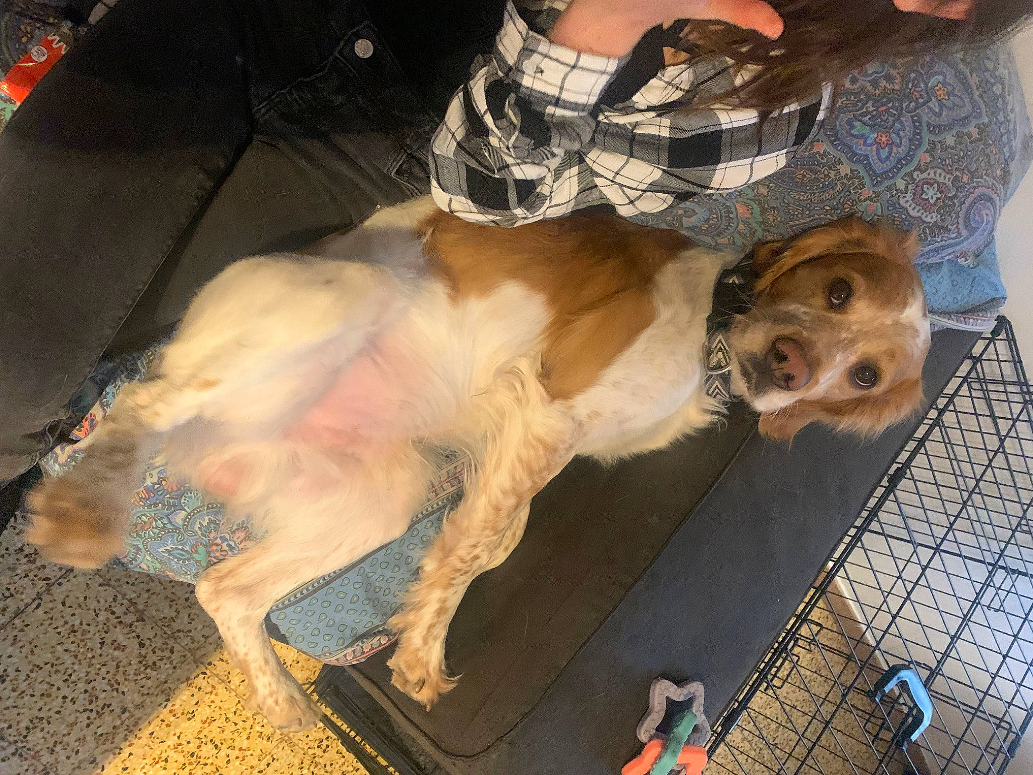 Osys a rejoint le concours — aidez-le/la à gagner de superbes lots ! canidae, carnivore, companion_dog, dog, dog_breed, fawn, flooring, fun, fur, pattern, paw, snout, sporting_group, street_dog, tail, toy_dog