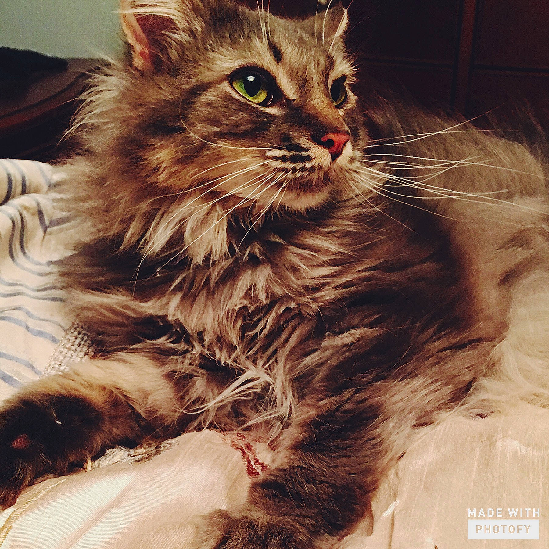 Chewbacca joined the competition — help win amazing prizes! carnivore, cat, claw, comfort, domestic_short_haired_cat, felidae, fur, maine_coon, paw, plant, small_to_medium_sized_cats, snout, terrestrial_animal, whiskers, window