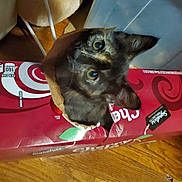 Kara joined the competition — help win amazing prizes! cat, cardboard_box, indoor, curious, eyes, wooden_floor, pet_accessories, hole, red_box, feline, animal, domestic, playful, cozy, pet, container, closeup, floor, curiosity, torn