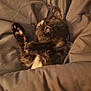 kitten, sleeping, blanket, cozy, tortoiseshell, paw, fur, pet, rest, cute, indoor, animal, comfort, relaxed, nap, soft, warm, bed, feline, young