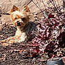animal, beige, brown, canine, daylight, dog, fur, garden_light, leaves, mulch, nature, outdoor, pet, plant, red_leaves, relaxing, small_dog, sunlight, wall, yard