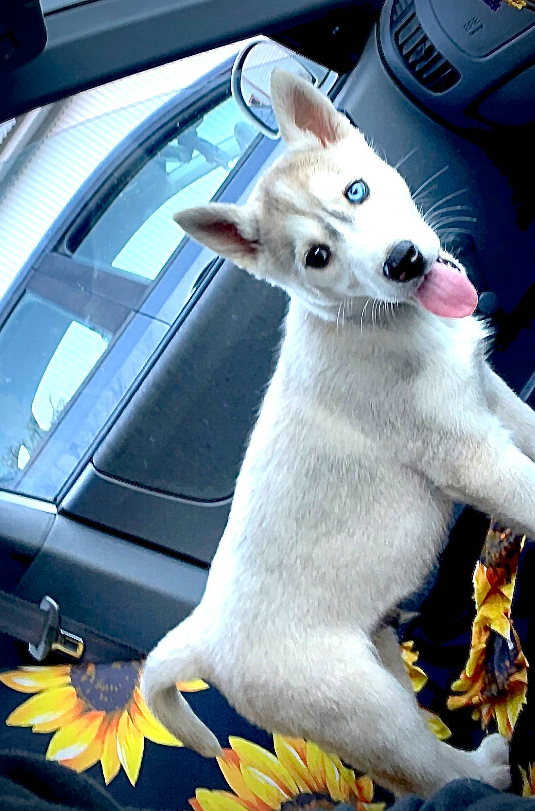 Timber joined the competition — help win amazing prizes! automotive_exterior, automotive_lighting, automotive_mirror, car, carnivore, companion_dog, dog, dog_breed, fawn, felidae, hood, light, mammal, motor_vehicle, snapshot, steering_wheel, tail, vehicle, vehicle_door, white