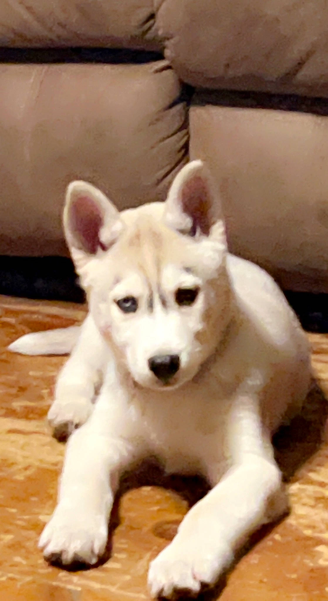 Timber joined the competition — help win amazing prizes! ancient_dog_breeds, canidae, canis, carnivore, companion_dog, couch, dog, dog_breed, fawn, flooring, fur, non_sporting_group, paw, snout, sporting_group, tail, terrestrial_animal, whiskers, wood, working_animal