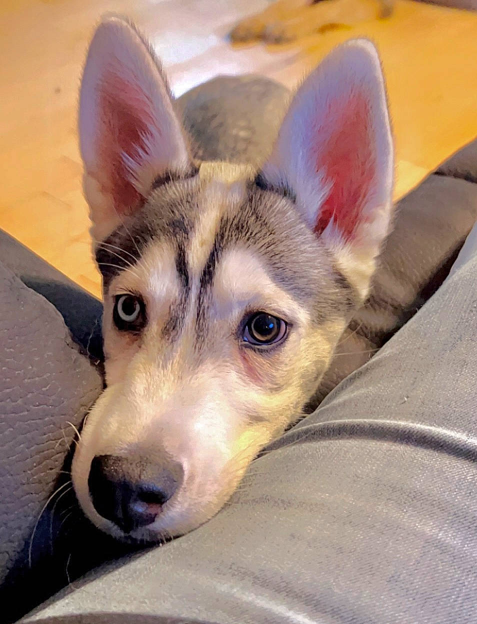 Timber is registered to the contest to win money with this photo: canidae, canis, carnivore, comfort, companion_dog, dog, dog_breed, fawn, fur, jaw, non_sporting_group, siberian_husky, sled_dog, snout, sporting_group, terrestrial_animal, whiskers, wolf, working_animal, working_dog