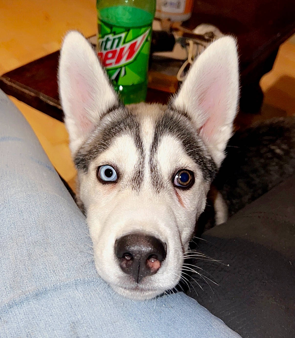 Timber is registered to the contest to win money with this photo: canidae, canis, carnivore, companion_dog, dog, dog_breed, east_european_shepherd, eye, fur, jaw, non_sporting_group, siberian_husky, sled_dog, snout, sporting_group, terrestrial_animal, whiskers, wolf, working_animal, working_dog