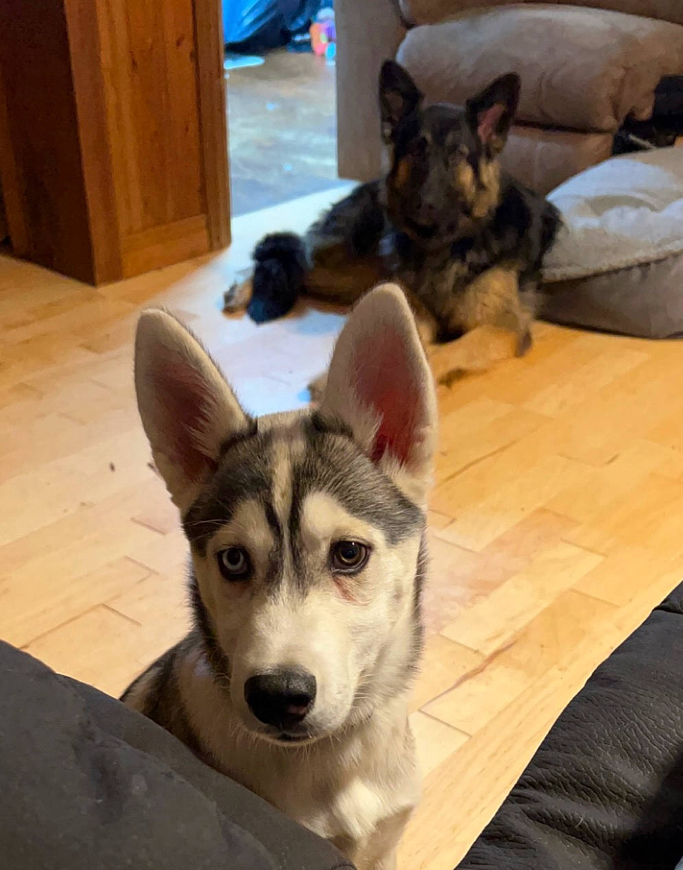 Timber joined the competition — help win amazing prizes! cabinetry, carnivore, comfort, companion_dog, dog, dog_breed, fawn, floor, flooring, fur, hardwood, herding_dog, jaw, sled_dog, snout, sporting_group, whiskers, wolf, wood, working_animal